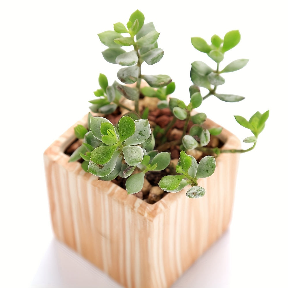SUN-E 6pcs/Set Mini Ceramic Plant Pots - Decorative, 2.5Inch/6.5cm, with Drain Hole, Perfect Gift for Women, Ideal for Succulent, Cactus, Flower, Home, Office, Outdoor Garden